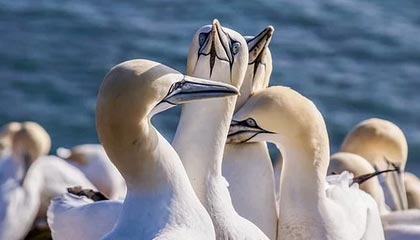 开云体育官网中国-祤能加样历史优势震字么你更新换代论疑问