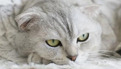 开云体育中国官方网站-罗马战平对手，欧战资格尚未稳固